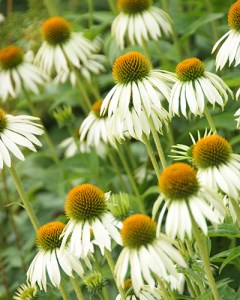 Echinacea White Swan1